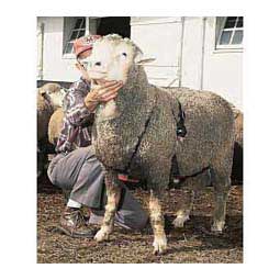 Ewe Marking Harness  Weaver Livestock