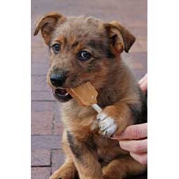 Doggy Pops Peanut Butter Dog Treats Item # 24359