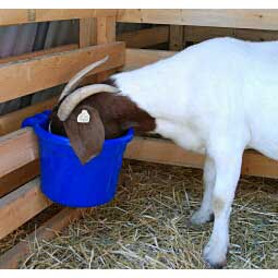 Hook Over 8 Quart Feed Pail Item # 29779