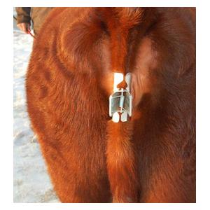 Tail Clamp for Show Cattle Item # 32600