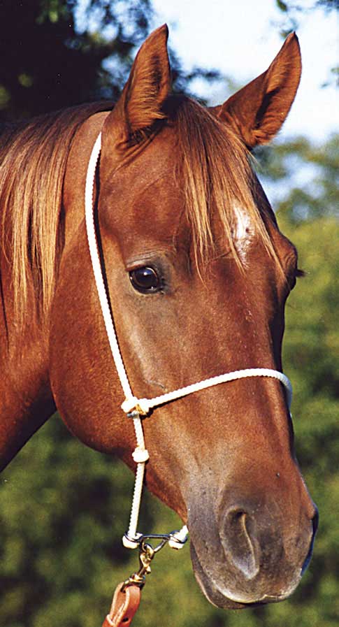 Headset Tiedown Rope Martin Saddlery Working Training Western Tack Supplies Tack Equine Headset Tiedown Rope Martin Saddlery Working Training Western Tack Supplies Tack Equine