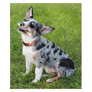 Premium Pork Chomps Mini Twistz Dog Treats Item # 33774