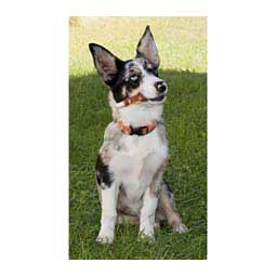 Premium Pork Chomps Mini Twistz Dog Treats Item # 33774