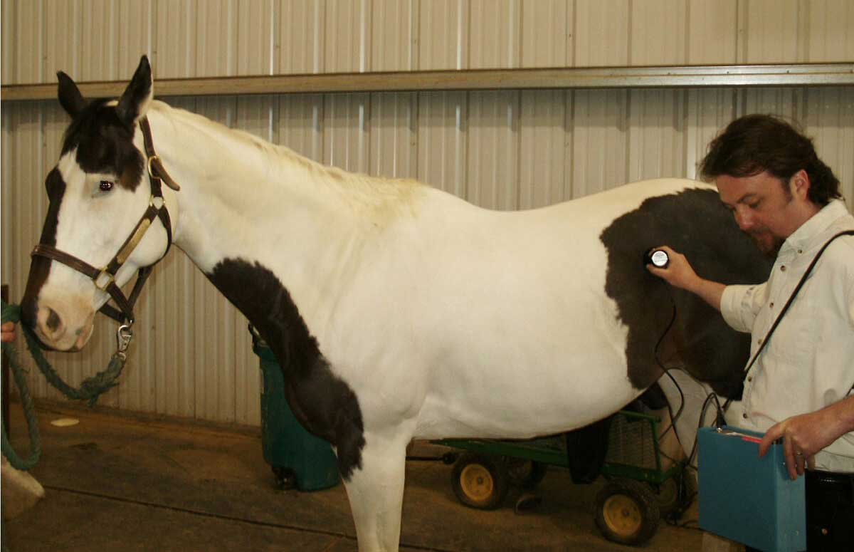 Valley Vet - Pregscan Animark - Pregnancy Foaling Aids | Health | Equine