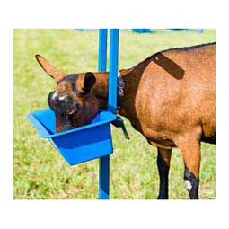 Folding Goat Stanchion w/Feed Pail Item # 35672