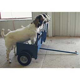 Lamb and Goat Chariot Item # 35739