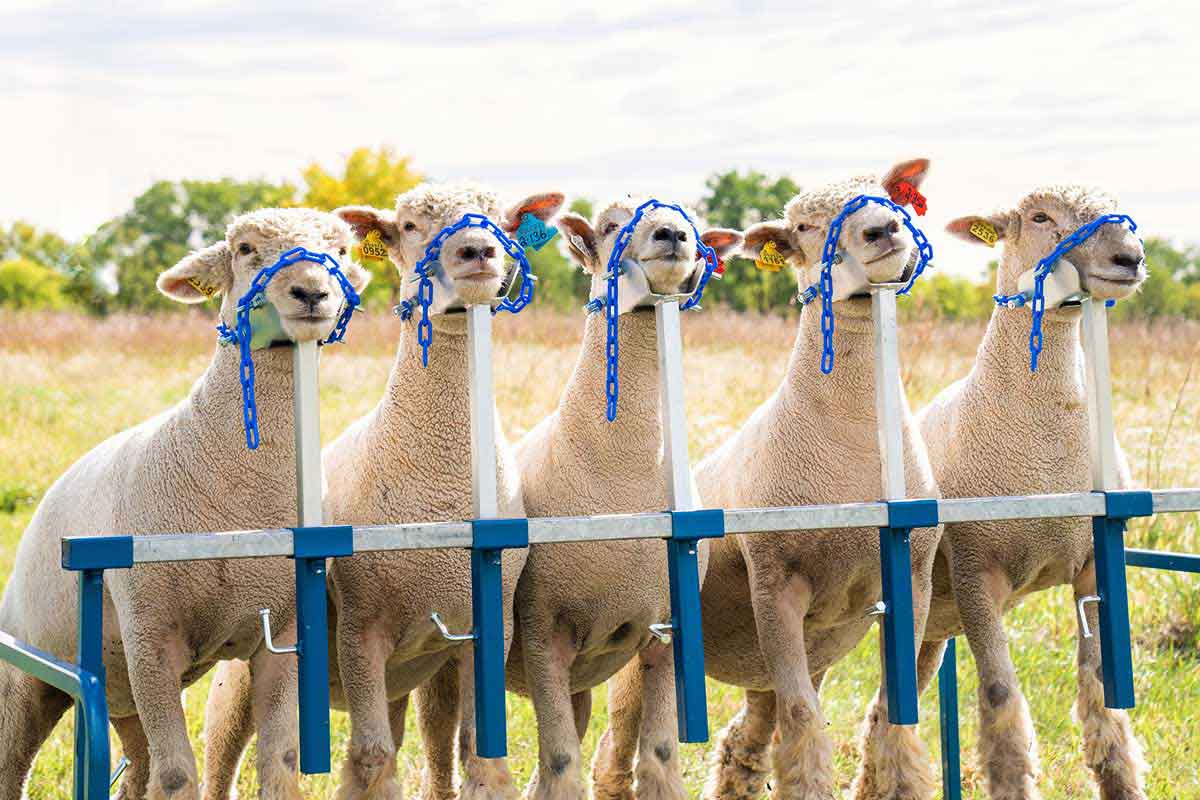 Valley Vet - Goat and Lamb 5-Head Show Rail Sydell - Equipment | Goat ...