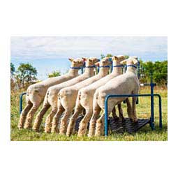 5-Head Goat and Lamb Show Rail Item # 35740