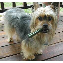 Greenies Dental Dog Treats Item # 36223