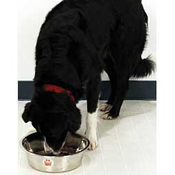Stainless Steel Dog Dish Item # 36243