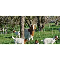 ElectroStop Plus Electric Netting Double Spike for Sheep & Goats Item # 37097