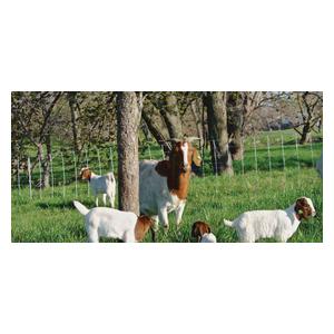 ElectroStop Plus Electric Netting Double Spike for Sheep & Goats Item # 37097