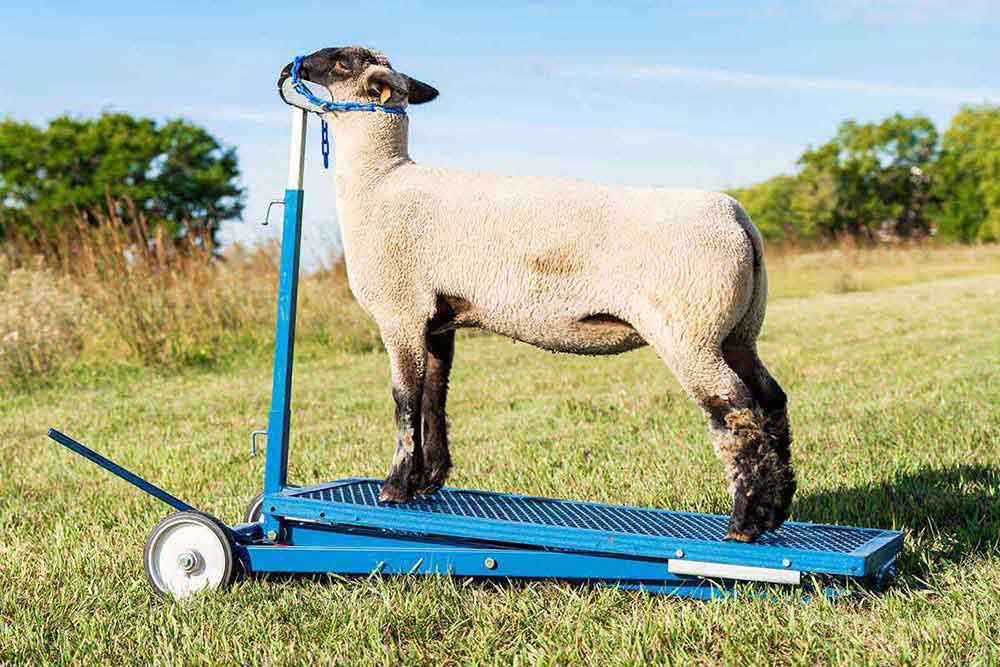 Valley Vet - Sydell Hydraulic Sheep Stand No. 780 Sydell - Equipment ...