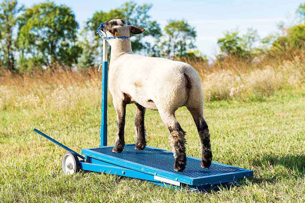 Valley Vet - Sydell Hydraulic Sheep Stand No. 780 Sydell - Equipment ...