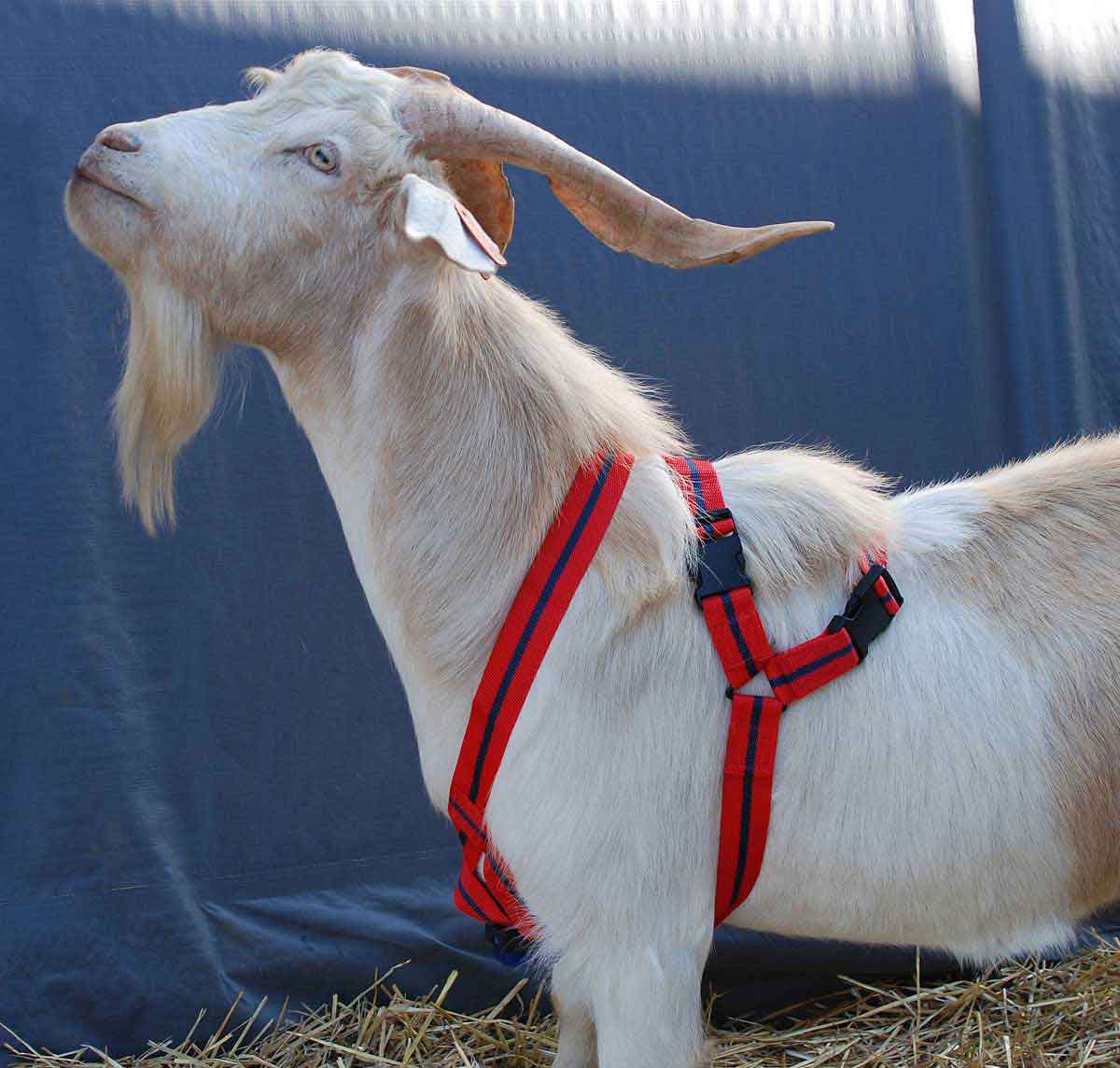 Valley Vet - Matingmark Deluxe Harness for Goats and Sheep Rurtec - OB ...