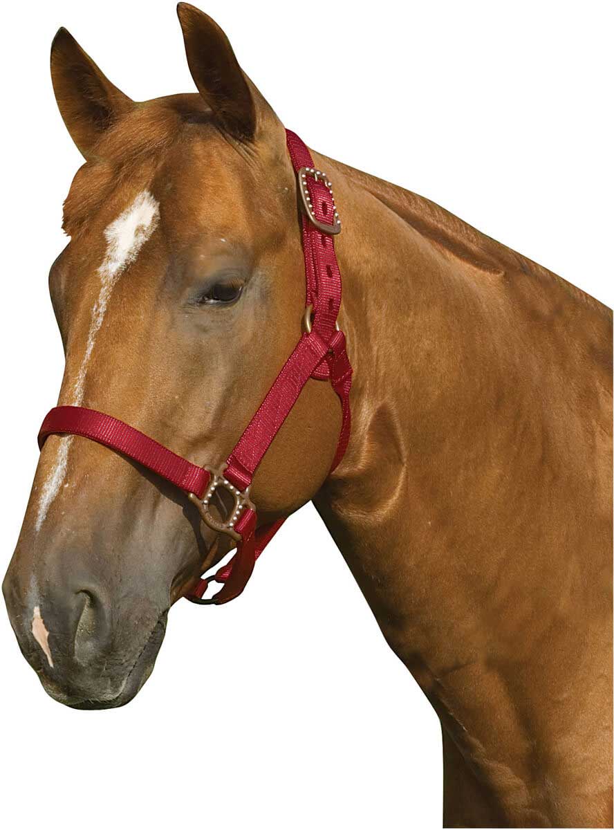 ORANGE Triple Ply Nylon Western Horse Halter w/ Brass Hardware NEW HORSE TACK!! 