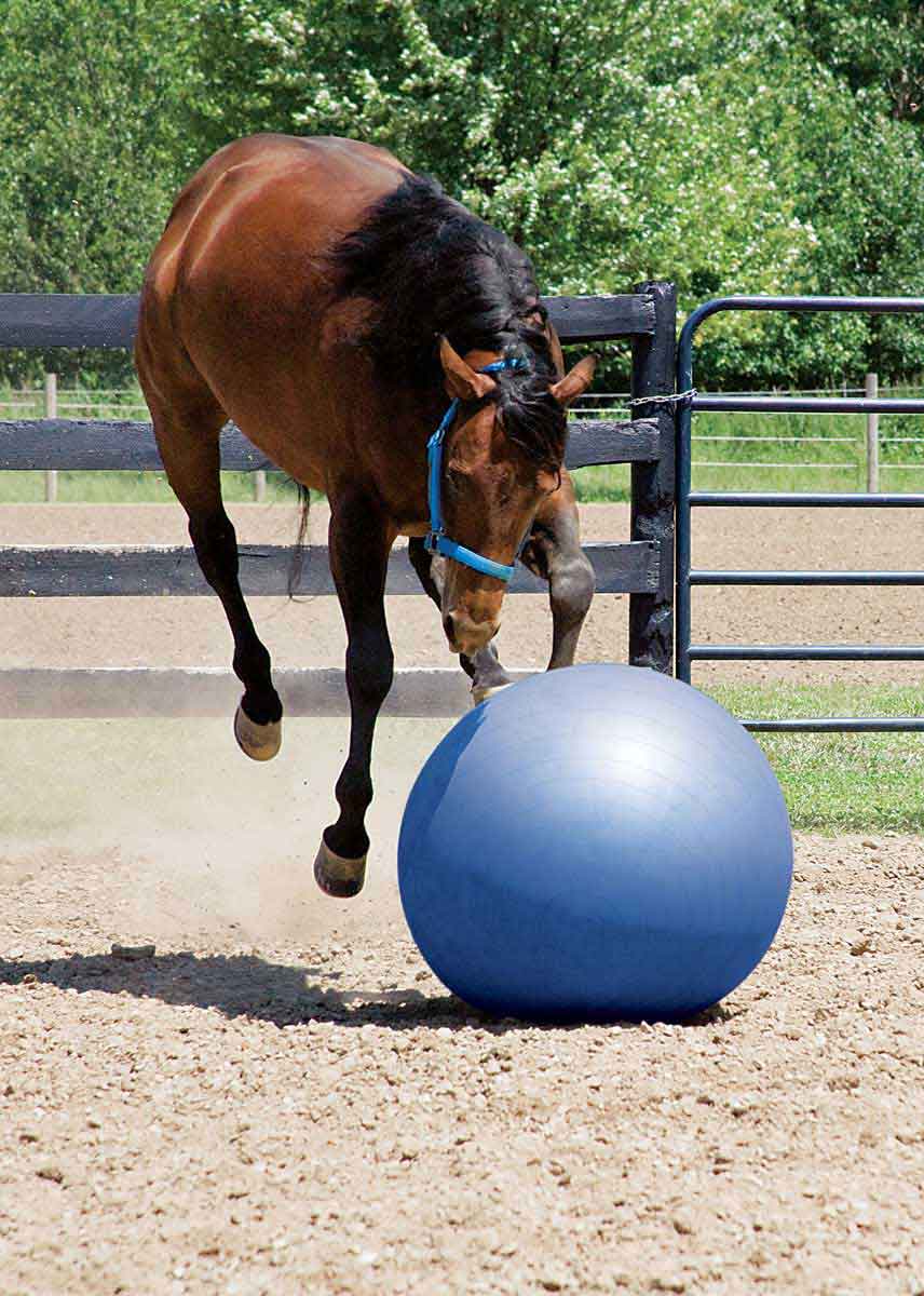 Stacy Westfall Medium Activity Horse Ball Toy Weaver Leather - Training  Accessories
