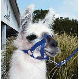 Nylon Llama Halter Item # 40242