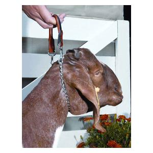 Goat Neck Chain with Leather Handle Weaver Livestock