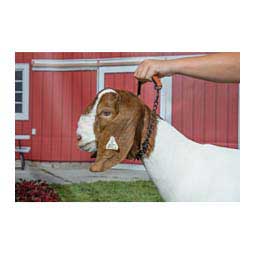 Oil Rubbed Pronged Chain Goat Collar Item # 41108