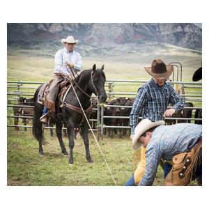 Working Cowboy Roper Horse Breast Collar Item # 41844