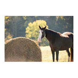 Texas Haynet for Round Bale Item # 42247