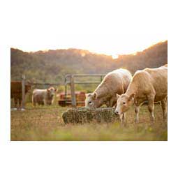 Texas Haynet Square Bale Net Item # 42569