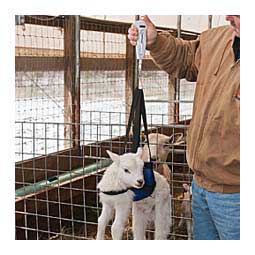 Lamb and Kid Sling Item # 44616
