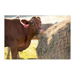 Livestock Round Bale Hay Net Item # 44739