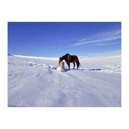 UltraFount Single Horse Waterer Item # 44885