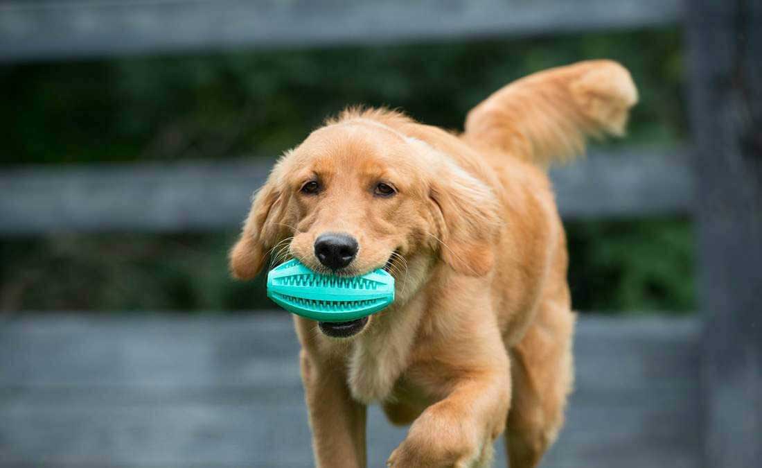 Rubber treat ball new arrivals
