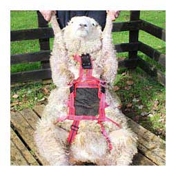 No Mate Teaser Harness for Rams Item # 46875