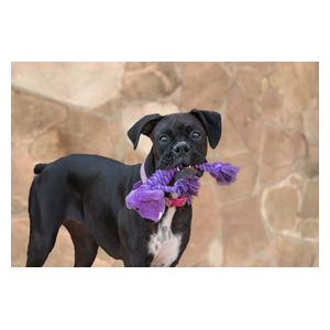 Loofa Rope Body and Plush Dog Toy Item # 47155