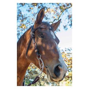 Martha Josey-Mitchell Skinny Arch Lift Horse Bit 0119-1000 Item # 47848