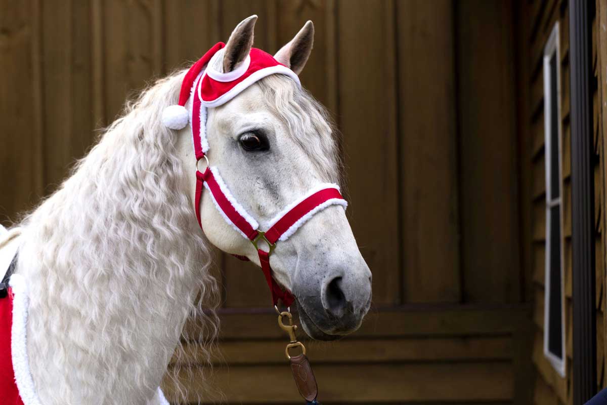 Santa Hat for Horses Horze Equestrian - Holiday Horsewear | Equine