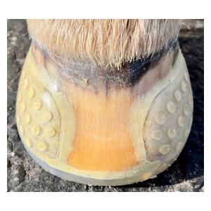 EasyShoe Versa Glue Front Horseshoes Item # 48686