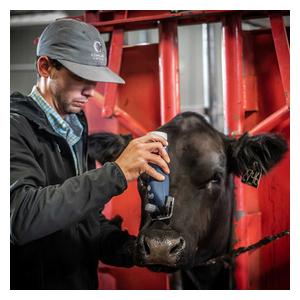 Eclipse Cordless Clipper for Livestock Item # 49280