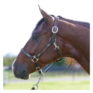 Heritage Rawhide Braid Horse Halter Item # 50817
