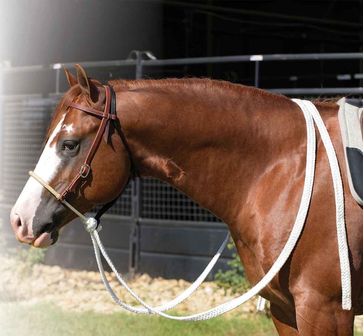 Valley Vet - Loping Hackamore with Rawhide Nose for Horses Professional ...