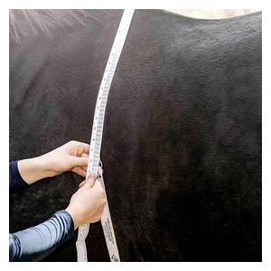 Weight Measuring Tape for Horses Item # 51436