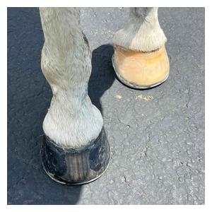 EasyShoe Roller Front Horseshoes Item # 51522