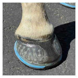 EasyShoe Triple D Horseshoes Item # 51812