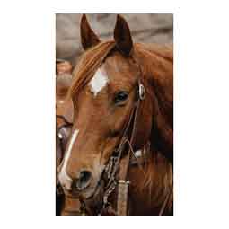 STS Ranch 3/4-in Harness Leather Split Ear Horse Headstall Item # 52127