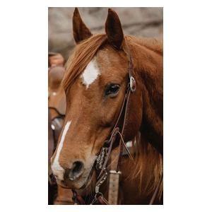 STS Ranch 3/4-in Harness Leather Split Ear Horse Headstall Item # 52127