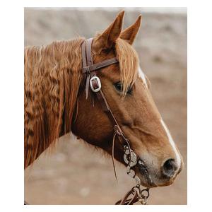 STS Ranch 3/4-in Harness Leather Browband Horse Headstall Item # 52142