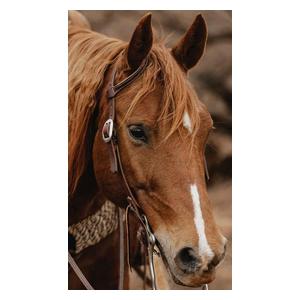 STS Ranch 3/4-in Harness Leather Sliding Ear Horse Headstall Item # 52146