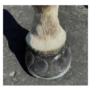 EasyShoe One Sticky Horseshoes Item # 52835