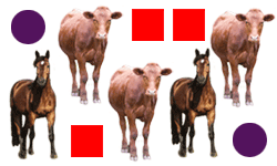 Various shapes and animals.