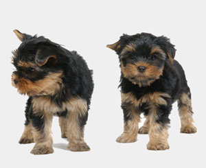 Puppy and Dog Vaccination Schedule