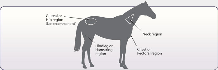 Horse Injection Guide